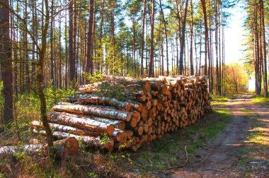 büyük ormana odun yığını