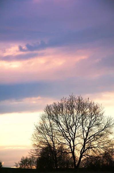 木に沈む夕日 — ストック写真