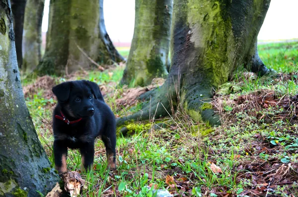 Pequeno cão preto na paisagem de outono — Fotografia de Stock