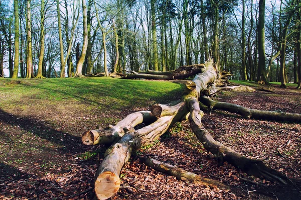 Tronc en bois tombé dans la forêt — Photo