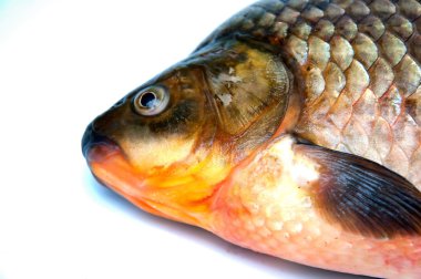 Beyaz izole büyük Prusya sazan