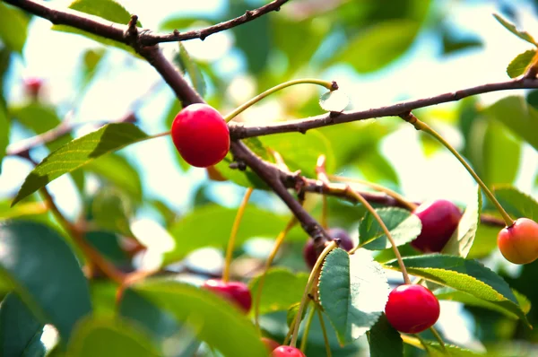 Red cherries on a tree branch — Stock Photo, Image