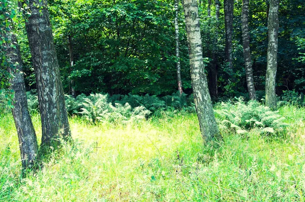 Belle forêt caduque verte — Photo