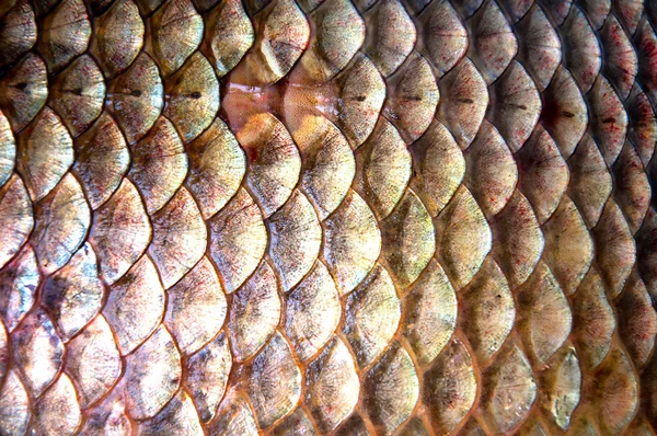 Fish scales background (Prussian Carp) — Stock Photo, Image