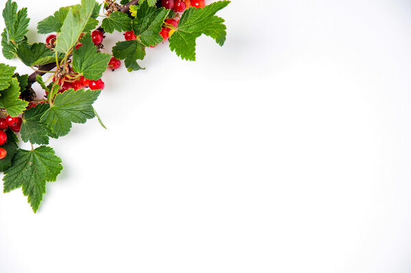 Красная смородина на белом фоне. Copyspace
