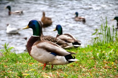 Şehir Parkı içinde ördekler