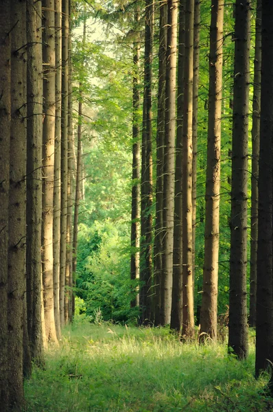 Sentier forestier ensoleillé — Photo