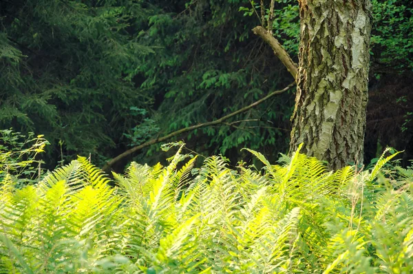 Fougère dans la forêt sur fond de soleil — Photo