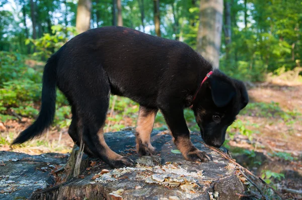 Pequeno cão preto em passeio na floresta — Fotografia de Stock