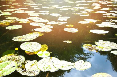 Nehri ile birçok nilüferler üzerinde göster