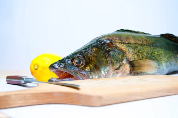 Zander listo para cocinar sobre fondo blanco — Foto de Stock