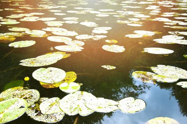 Nehri ile birçok nilüferler üzerinde göster