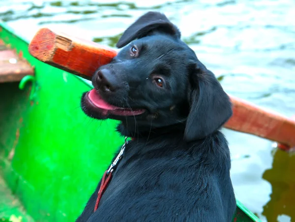 Πανέμορφο μαύρο σκυλί σε αλιευτικό σκάφος — Φωτογραφία Αρχείου