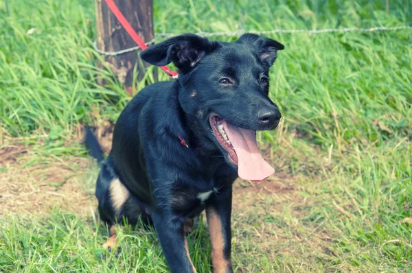 公園内の美しい黒犬 — ストック写真