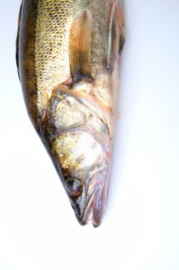 Zander beyaz arka plan üzerinde