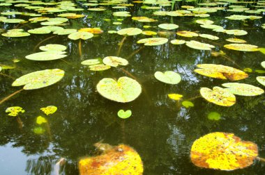 Nehri ile birçok nilüferler üzerinde göster