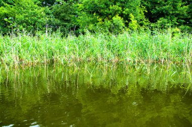 Reed göl kenarında görüntüleyin