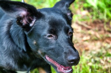 Güzel siyah köpek park