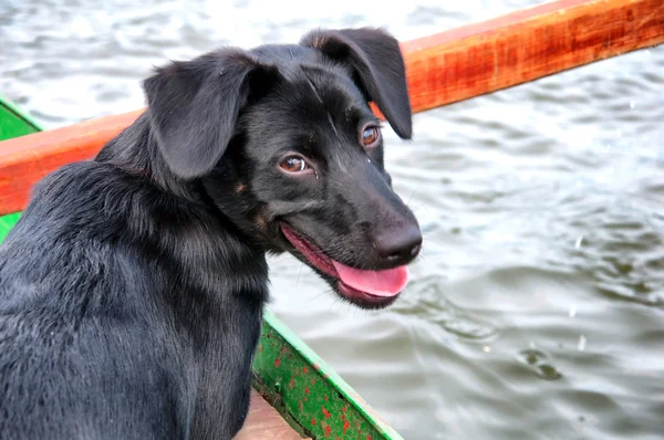 Красива чорна собака на рибальському човні — стокове фото