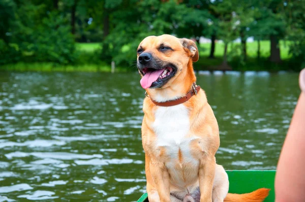 Дрібна руда собака на рибальському човні — стокове фото