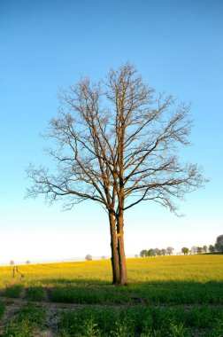 Yalnız ağaç yaprakları olmadan