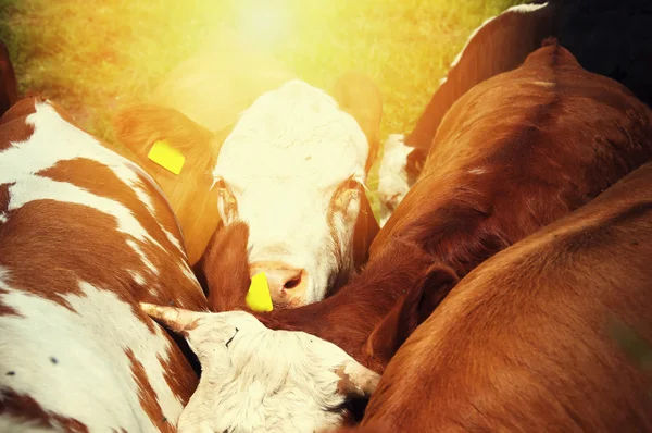 Otlatma mera üzerinde ineklerin