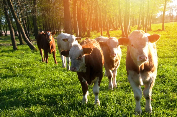 Vacas que pastam em um pasto — Fotografia de Stock