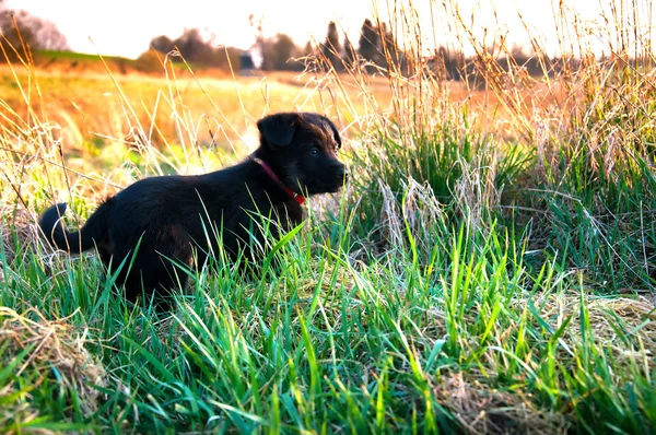 Cãozinho preto em um prado — Fotografia de Stock