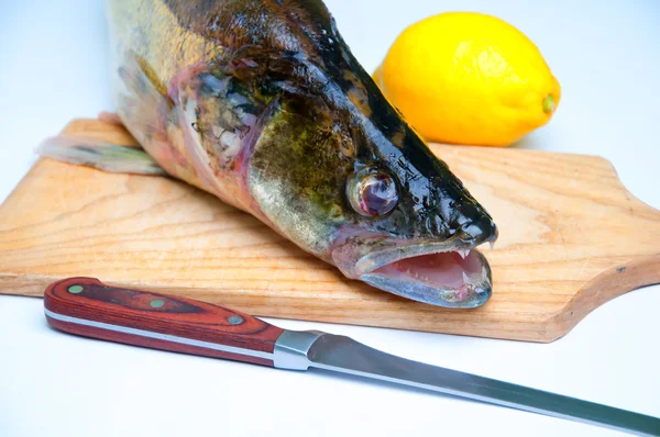 Zander listo para cocinar sobre fondo blanco — Foto de Stock