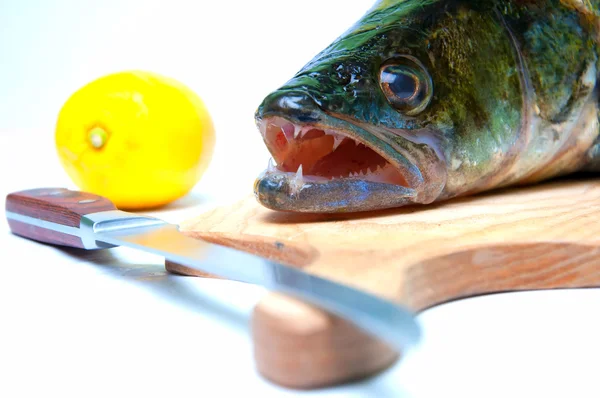 Zander listo para cocinar sobre fondo blanco — Foto de Stock