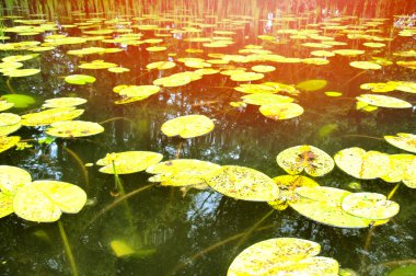 Nehri ile birçok nilüferler üzerinde göster