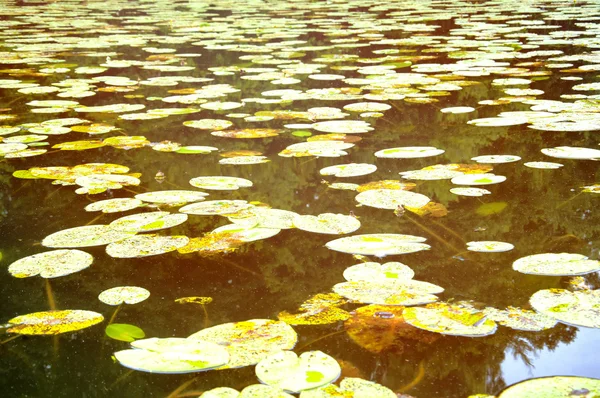 Вид на реку с множеством водных лилий — стоковое фото