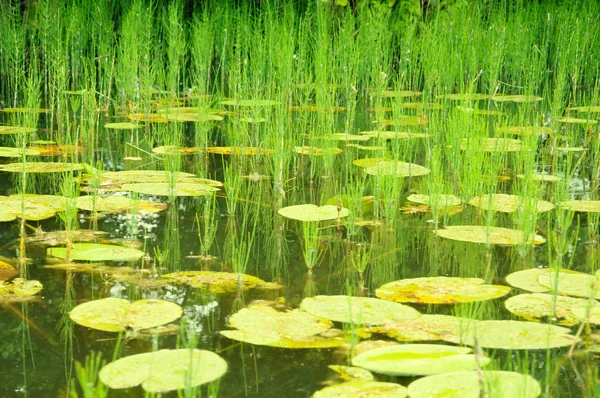 View on the river with many water lilies — Stock Photo, Image