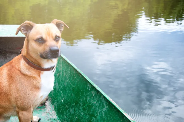 Small ore dog on fishing boat