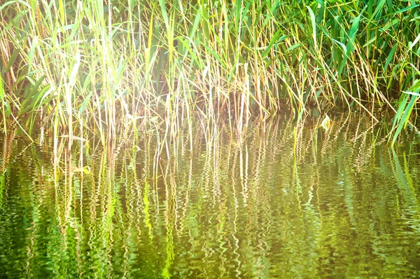 Вид на тростину на озері — стокове фото