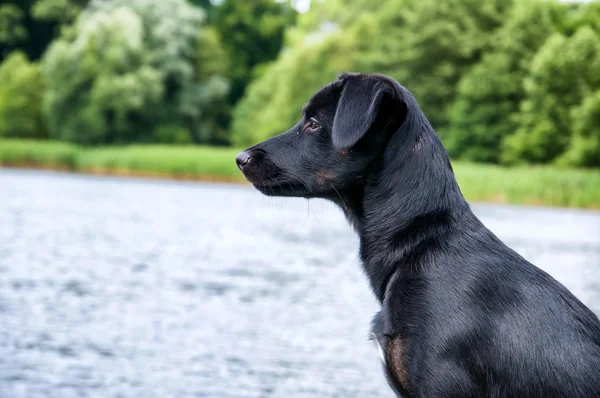 Πανέμορφο μαύρο σκυλί σε αλιευτικό σκάφος — Φωτογραφία Αρχείου