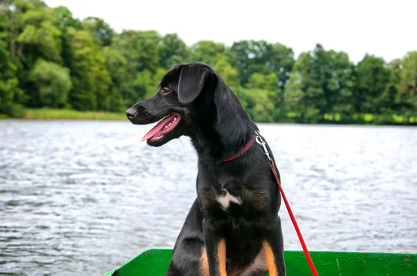 Beautiful black dog on fishing boat