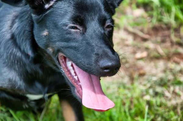 Güzel siyah köpek park