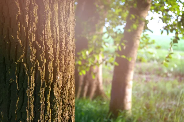 Belle forêt caduque verte — Photo