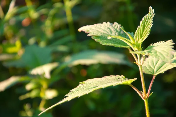 Planta de ortiga en campo — Foto de Stock