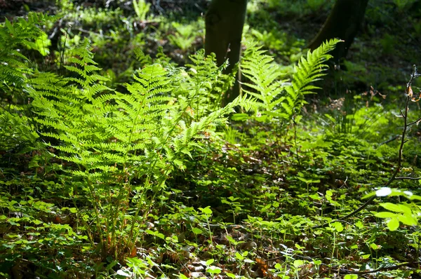 Folhas de samambaia verdes frescas — Fotografia de Stock