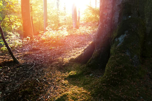 Hermoso bosque verde caducifolio —  Fotos de Stock