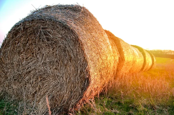 Prato estivo con balle dorate — Foto Stock