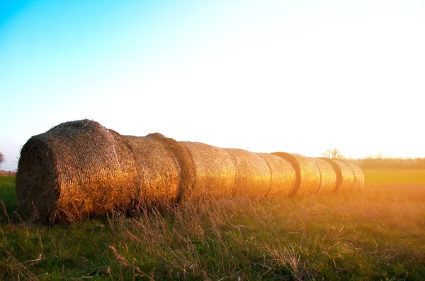 Prato estivo con balle dorate — Foto Stock