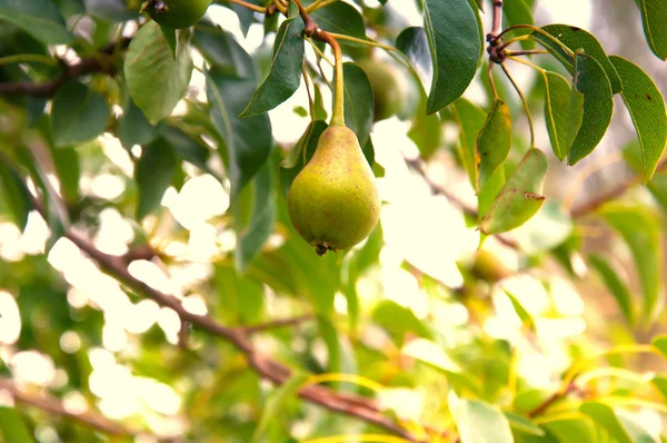 Green pears with leafs on the branch — Stock Photo, Image