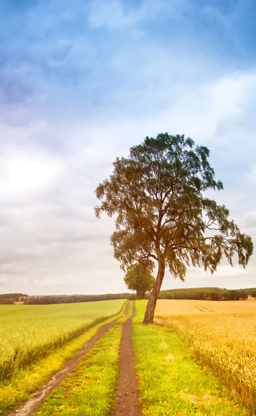 Dramatisk himmel över gyllene fält och ensamt träd — Stockfoto