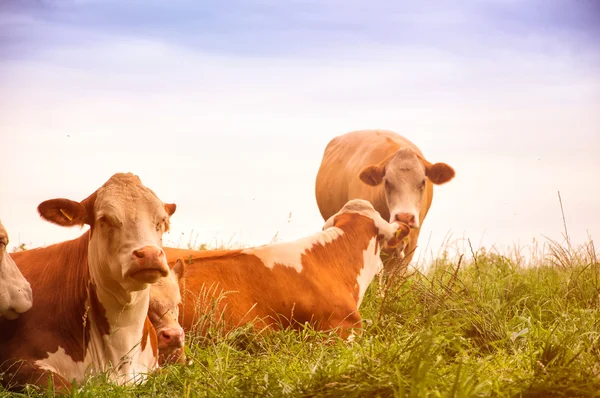 Vaches broutant sur un beau pâturage vert — Photo