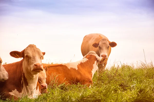 Vacas pastando em um lindo pasto verde — Fotografia de Stock