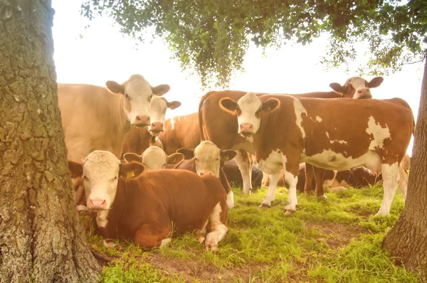 Vaches broutant sur un beau pâturage vert — Photo