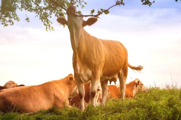 Vacas pastando em um lindo pasto verde — Fotografia de Stock